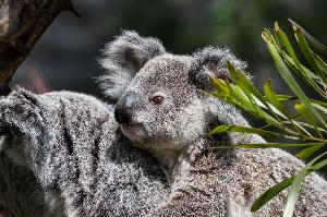 Wilhelma meldet Tod von Koala Borobi